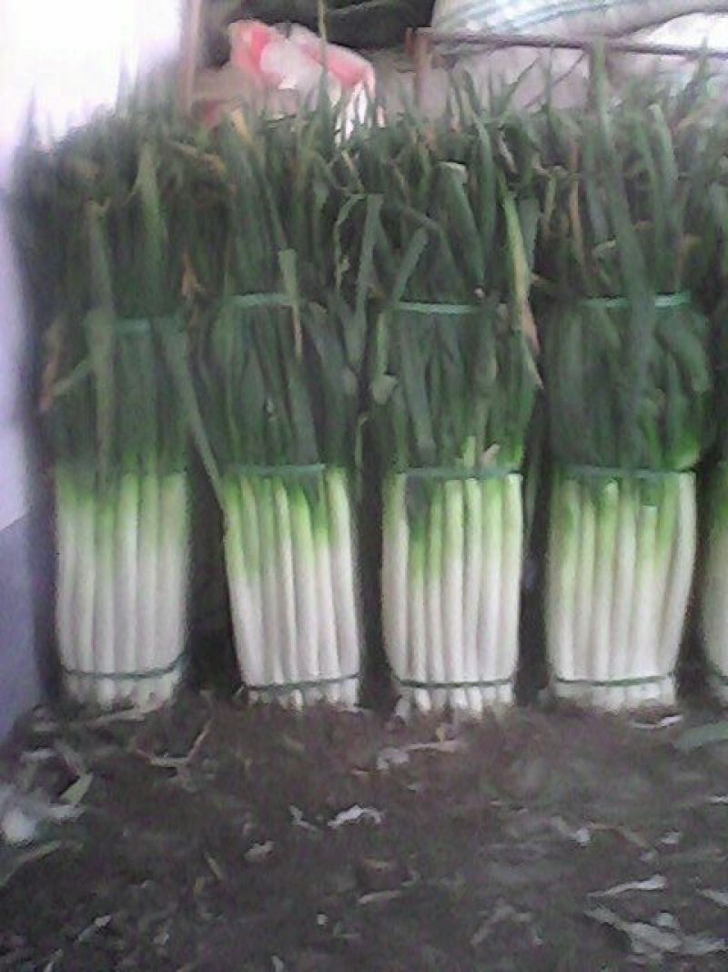 铁杆大葱毛葱2cm左右