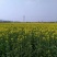 油菜籽1