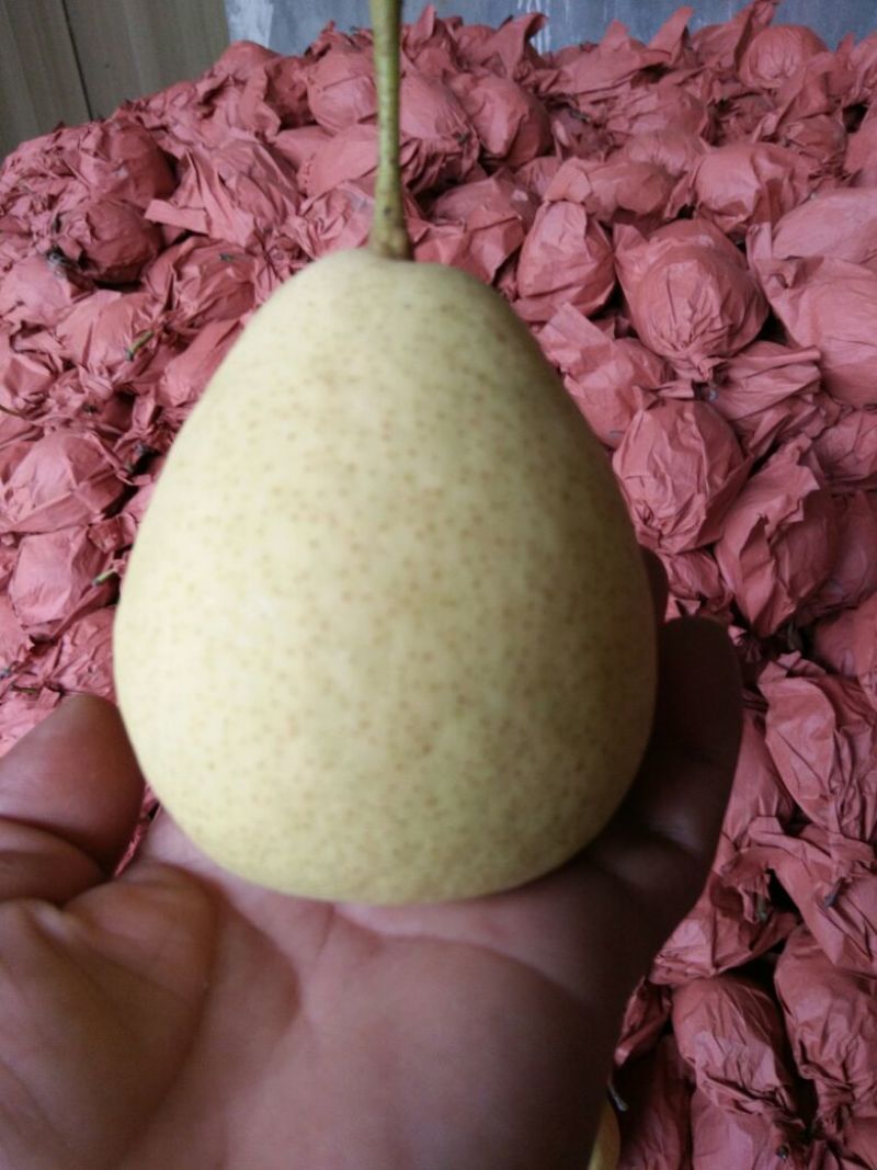 长巴梨200~250g纸袋