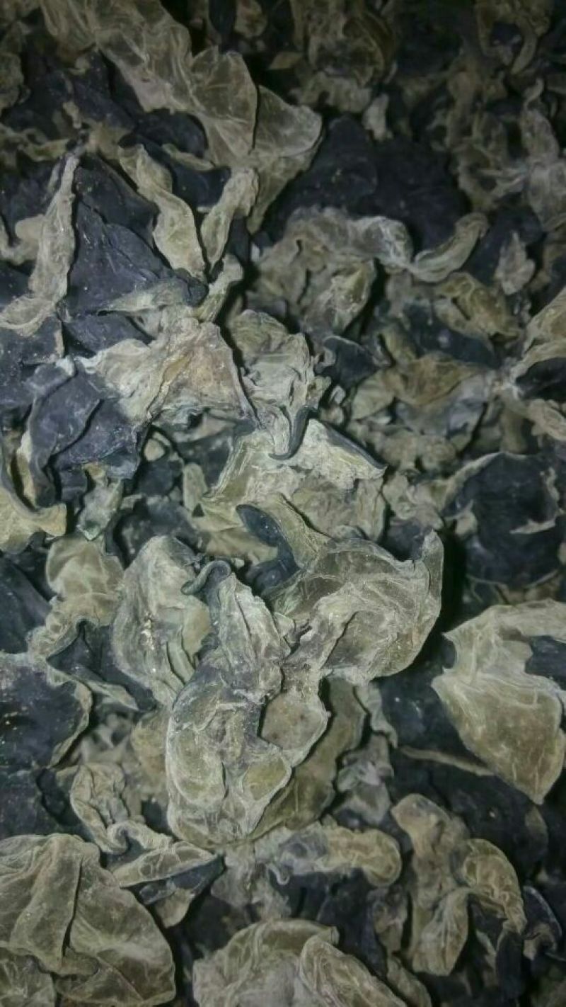 黑木耳二级