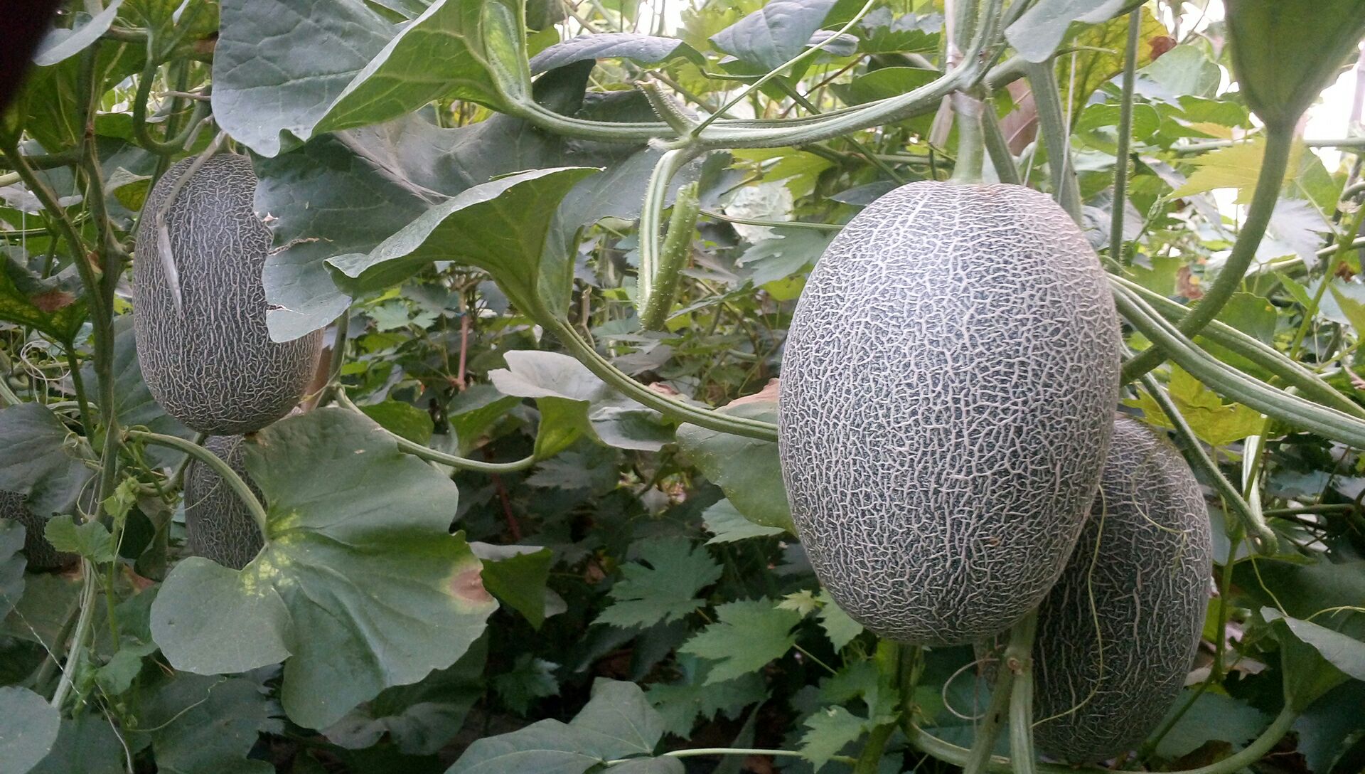 河北衡水市饶阳县西州蜜哈密瓜 3斤以上 长圆