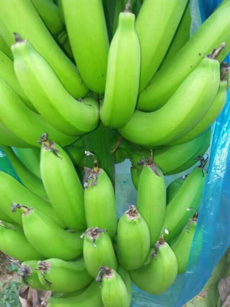 广东香蕉2号八成熟
