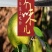 莱阳梨