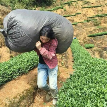 观音茶二级