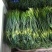 杂交红帽蒜薹50~60厘米山东省沂水县