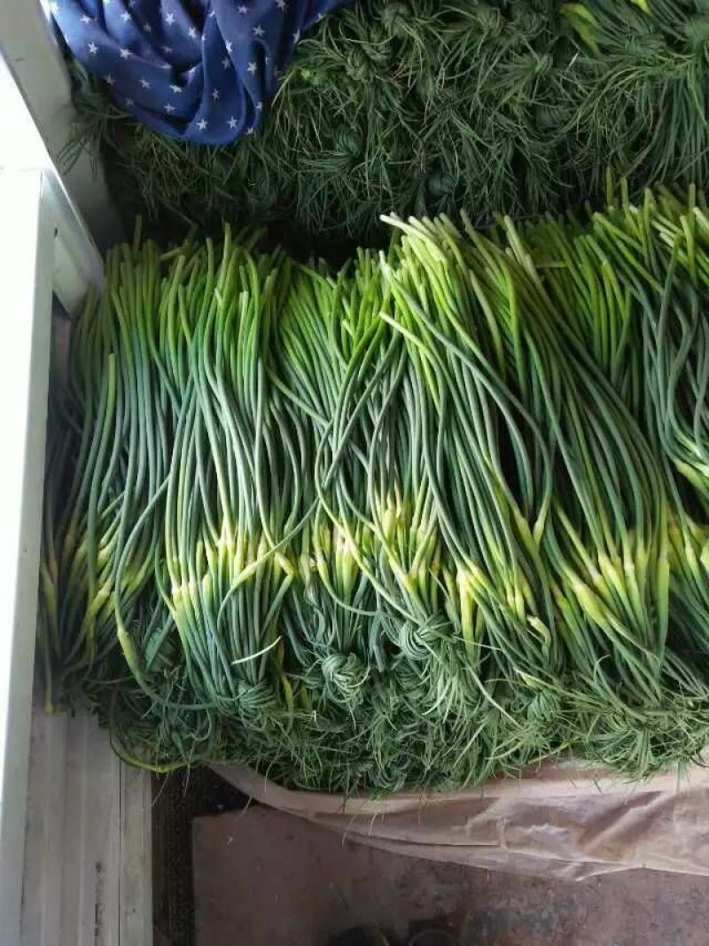 杂交红帽蒜薹50~60厘米山东省沂水县