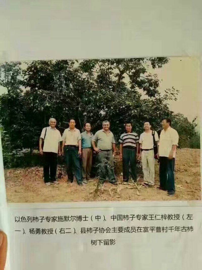 柿饼1~2两