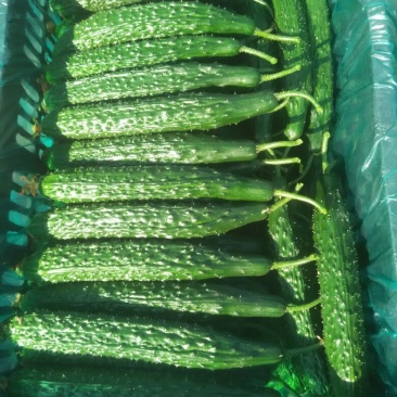 黄瓜18~22公分鲜花带刺