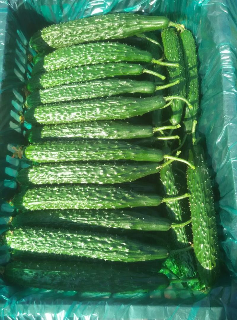 黄瓜18~22公分鲜花带刺