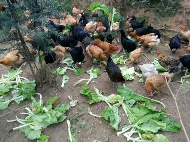 土鸡蛋食用50g以下
