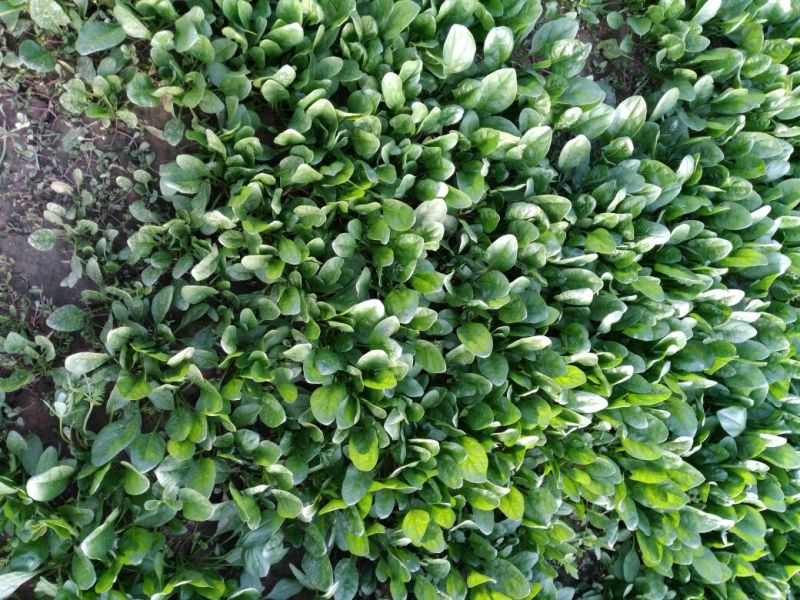 夏菠菜15~20厘米