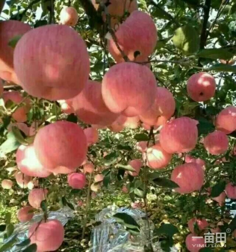 红富士苹果80mm以上纸+膜袋