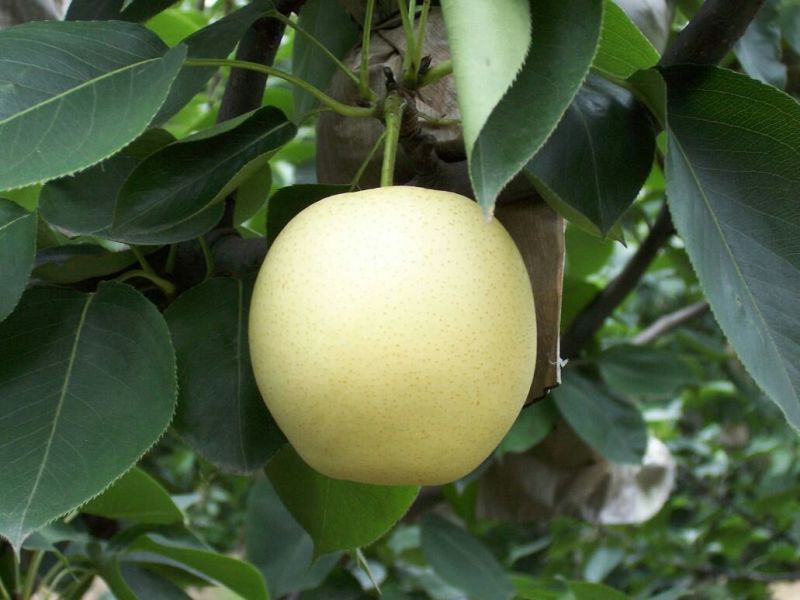 皇冠梨