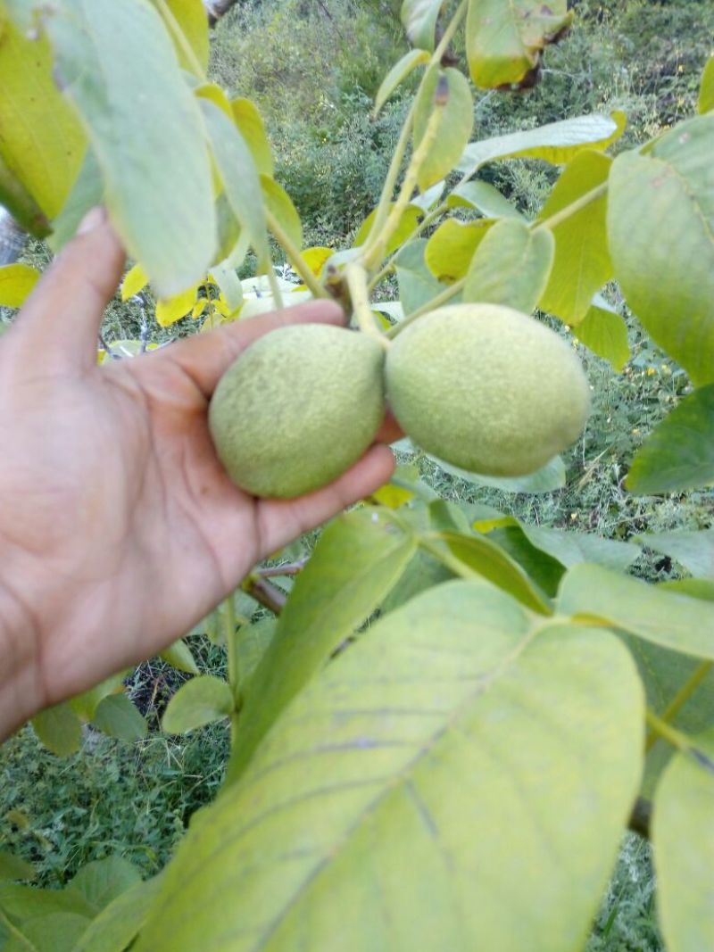 青皮核桃青皮