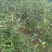 蒙山木瓜0.5~1斤