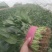 春菠菜35~40厘米