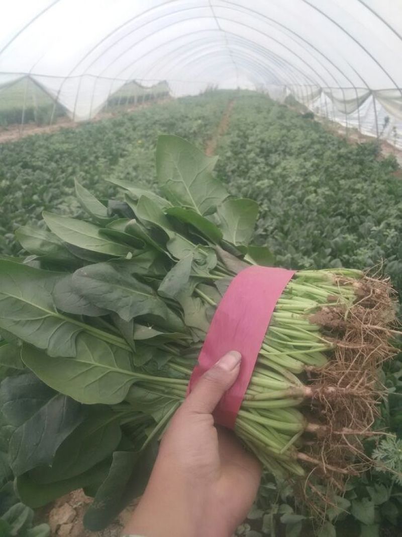 春菠菜35~40厘米