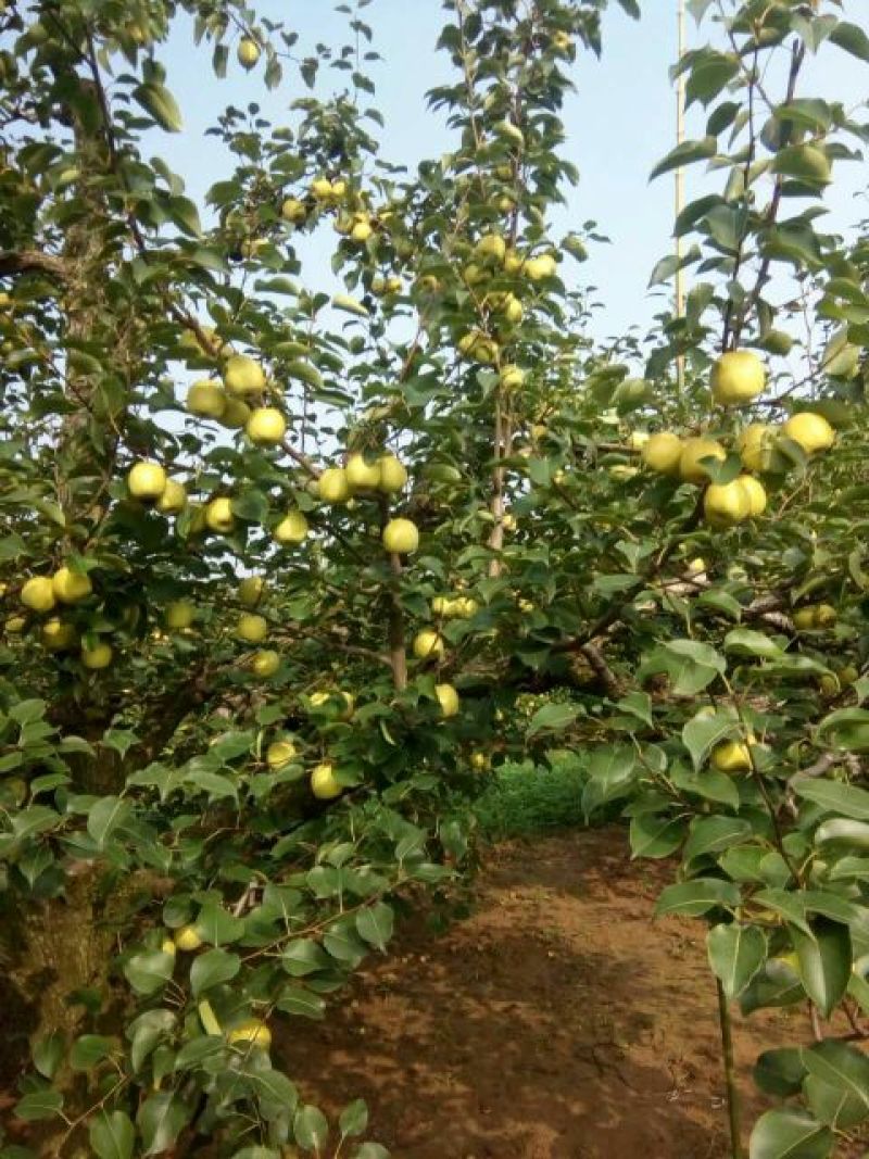 砀山梨250~300g光果