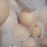 皇冠梨250~300g纸袋