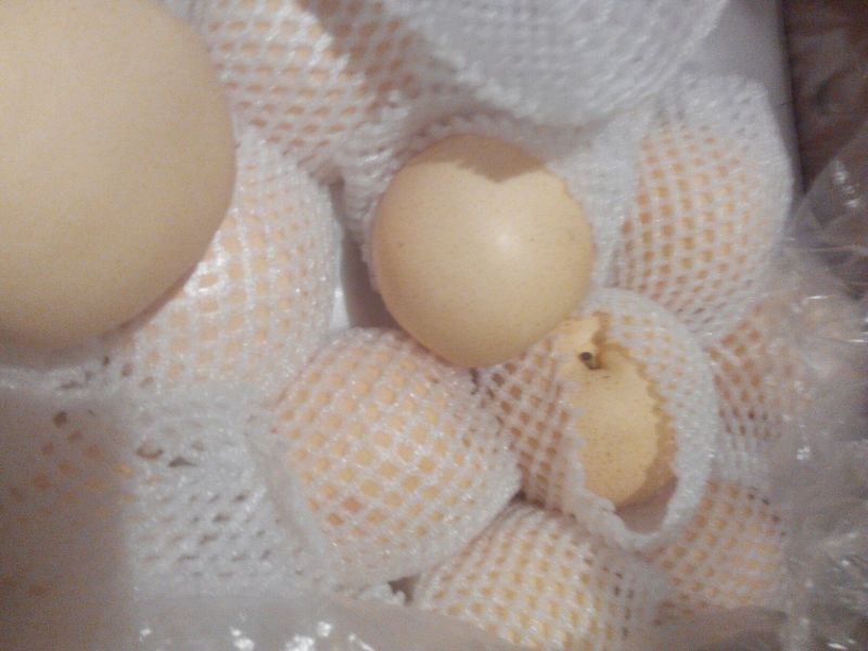 皇冠梨250~300g纸袋