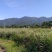 香茅，泰国香茅，柠檬香茅，越南香茅，基地