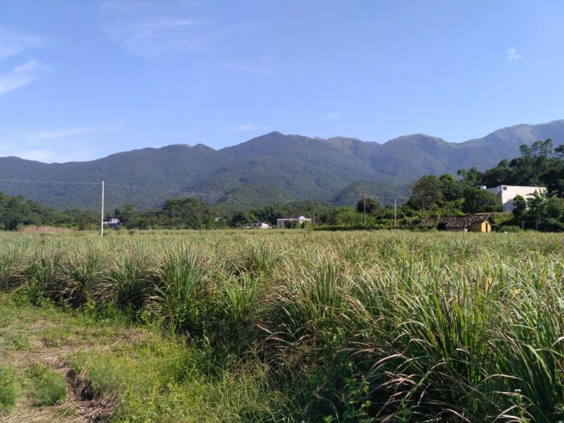 香茅，泰国香茅，柠檬香茅，越南香茅，基地