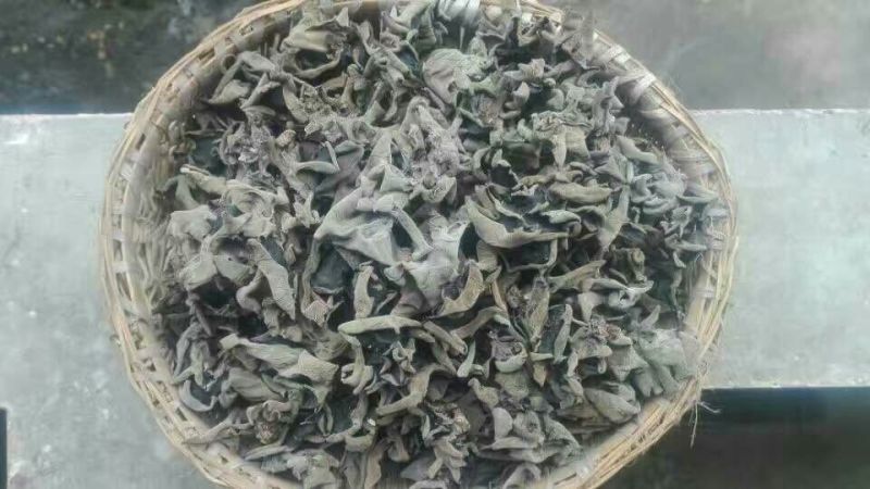 黑木耳一级