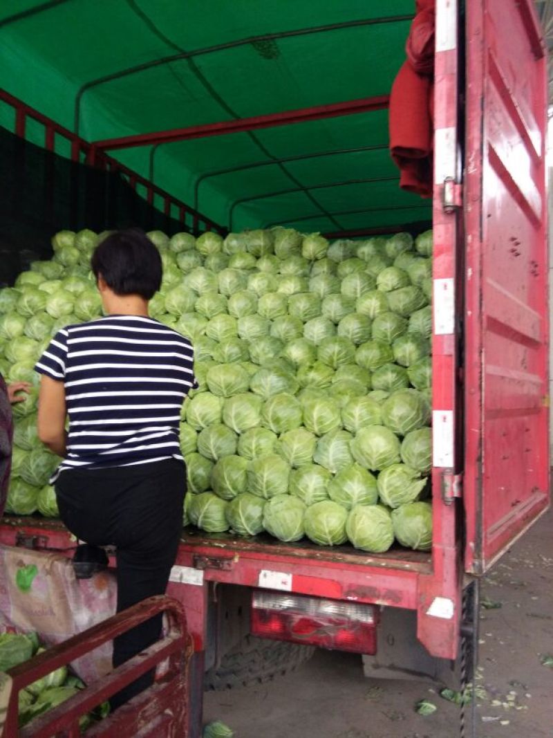 河北甘蓝现货量大市场热销代发代存常年供应一手货源品质好