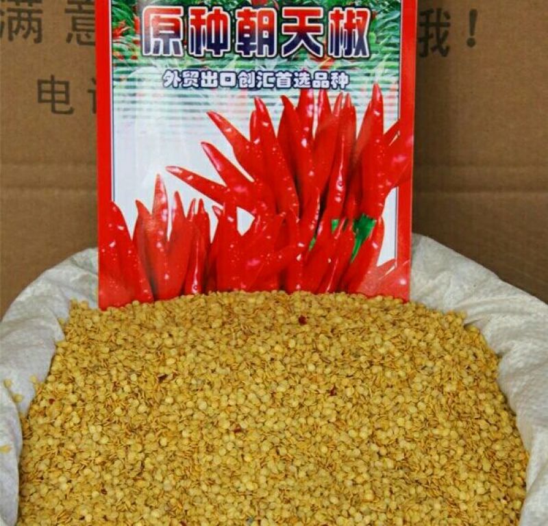 朝天椒种子
