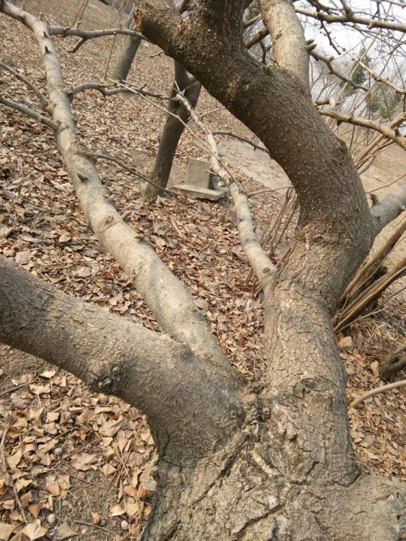 银杏实生树