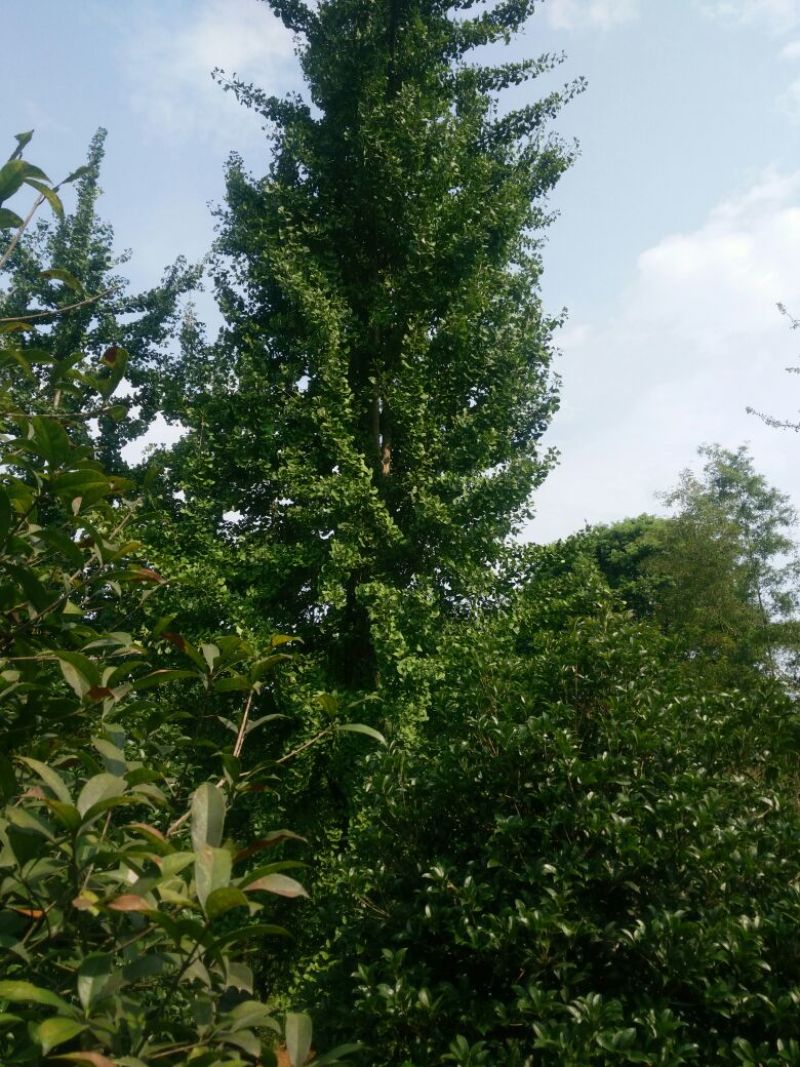 银杏树18~20cm4米以上3米以上