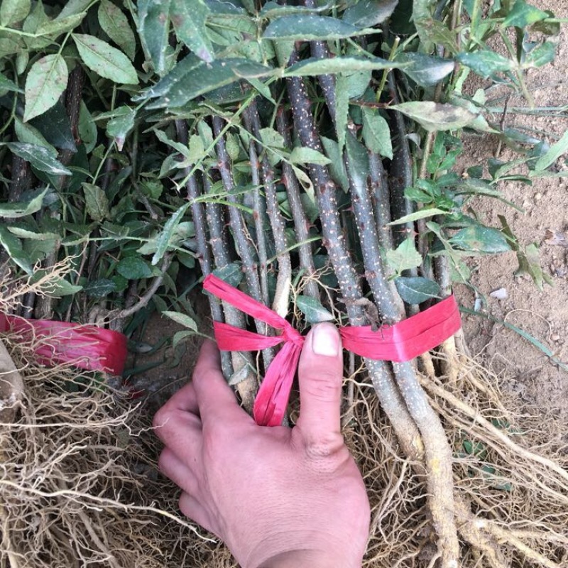 花椒苗