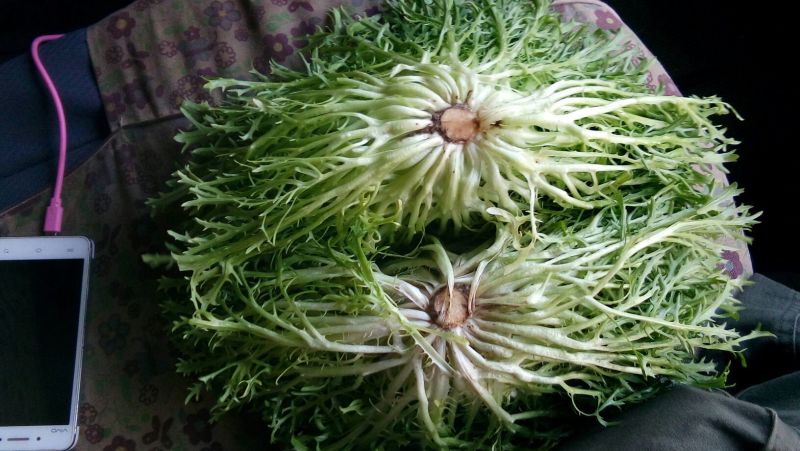 苦菊10~12cm