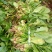 全能菠菜20~25厘米