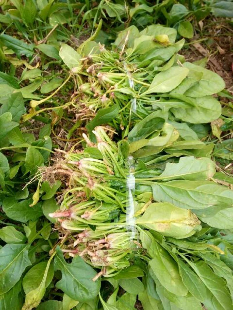 全能菠菜20~25厘米