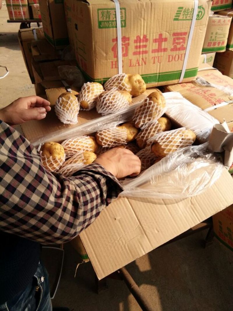 肥城市冷库荷兰十五土豆大量出库中，薯形好，艳色亮黄。