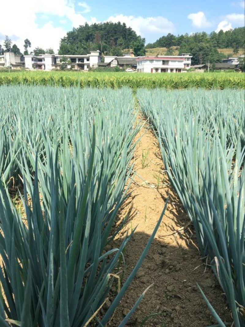 日本大葱