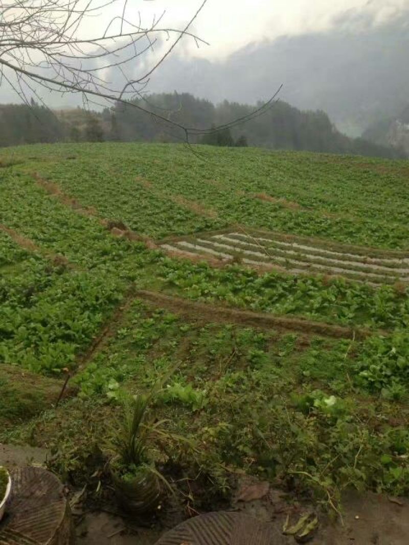 儿菜5两以上