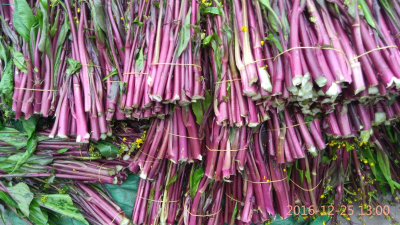 红菜苔小叶亮红～西蓝花量大苔红梗粗，可打泡沫箱