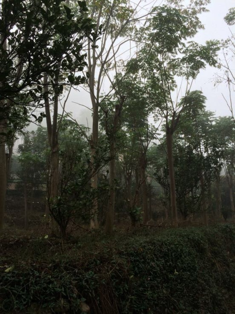 黄山栾树