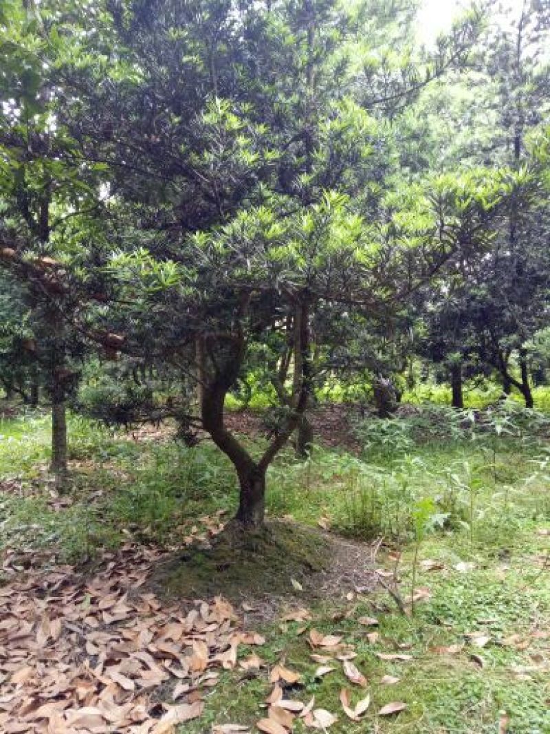 罗汉松10~12cm