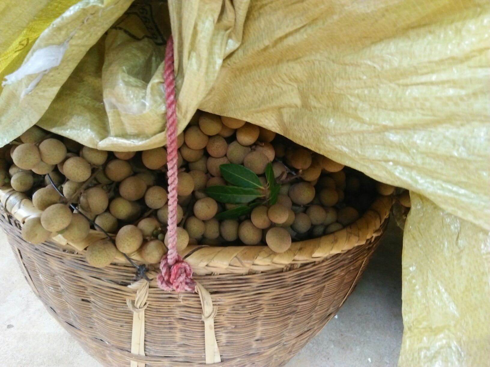 广东梅州市蕉岭县红核龙眼 5毫米以上 统货批