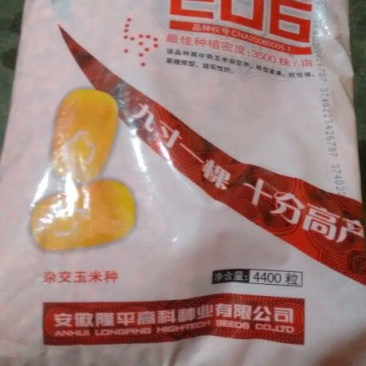 玉米种子