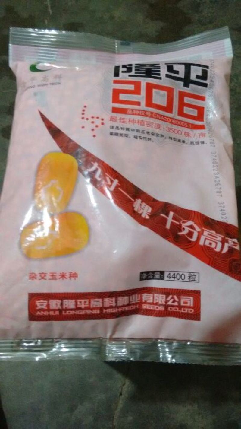 玉米种子