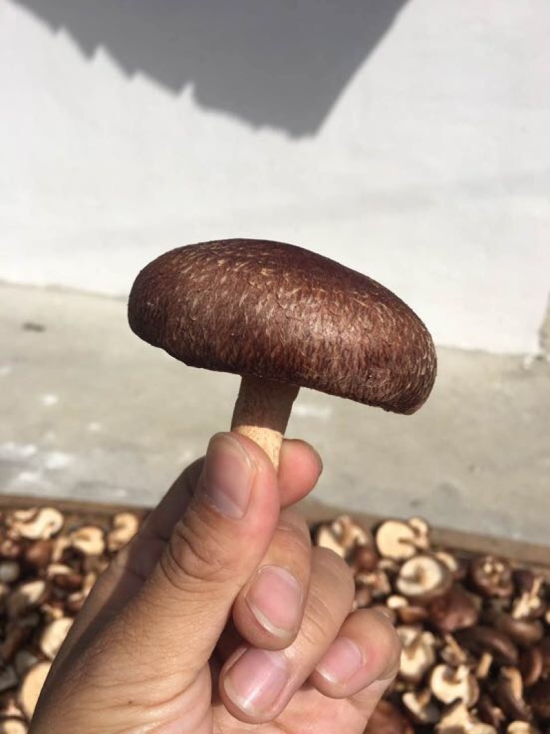 干香菇
