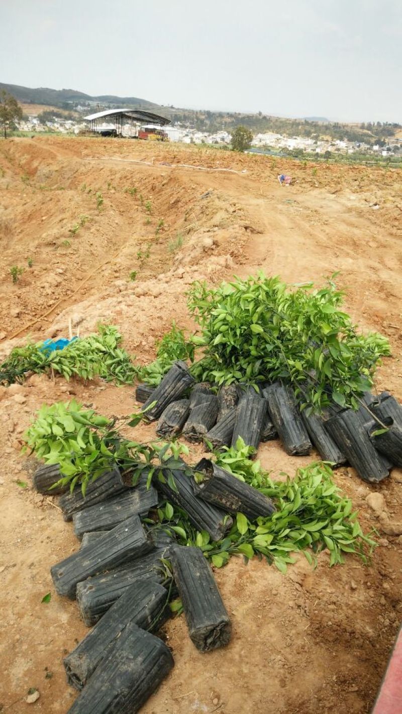 香橙砧沃柑苗30~50cm，基地直销提供技术
