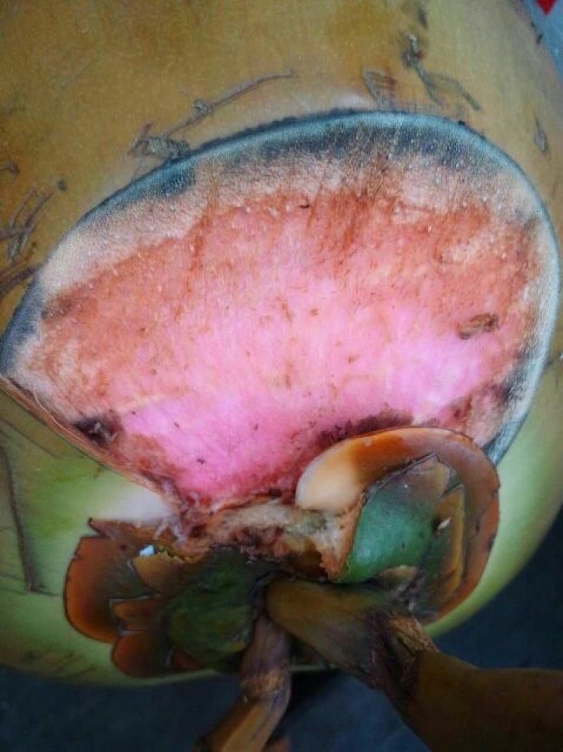 椰子