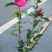 茶花树