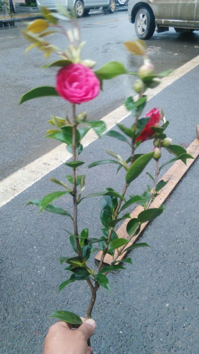 茶花树