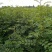 花椒苗大红袍九叶青花椒